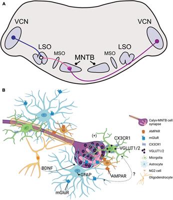 Synapse Maturation and Developmental Impairment in the Medial Nucleus of the Trapezoid Body